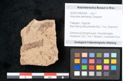 Foto (Objekt + Etikett) von Araucaria sternbergii Goeppert (NHMW-GEO-2024-0188-8304)